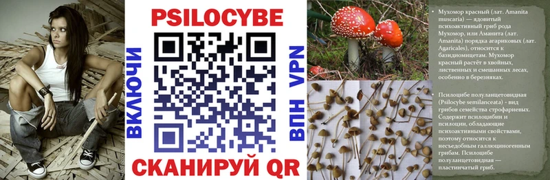 блэк спрут онион  Богучар  Псилоцибиновые грибы прущие грибы 